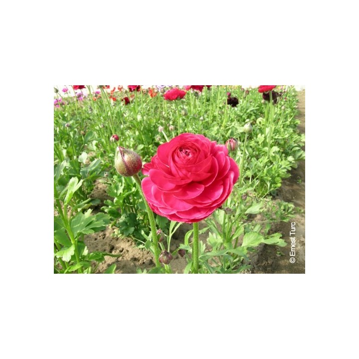 Bulbes Renoncules Tomer Rose foncé cal 05-06 les 100