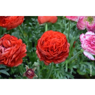 Bulbes Renoncules Tomer Rouge cal 05-06 les 100