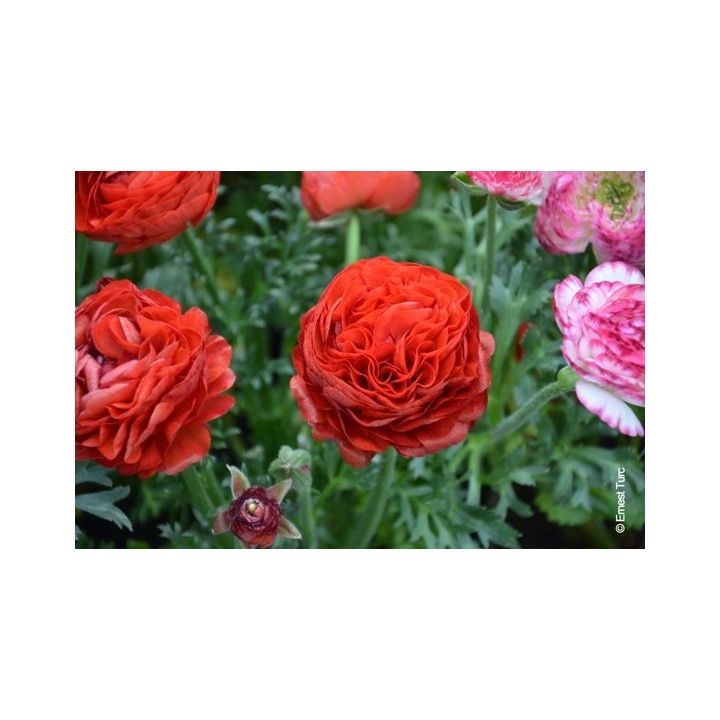 Bulbes Renoncules Tomer Rouge cal 05-06 les 100