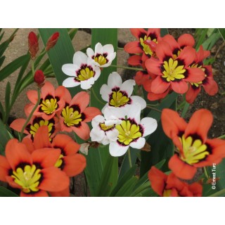 Bulbes Sparaxis Tricolor cal 05/+ les 100