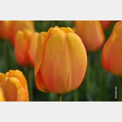 Bulbes Tulipes Apeldoorn...