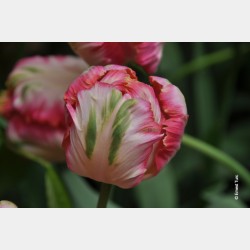 Bulbes Tulipes Apricot...