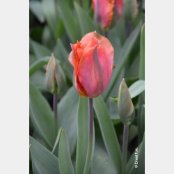 Bulbes Tulipes Artist cal...