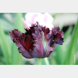 Bulbes Tulipes Black Parrot...