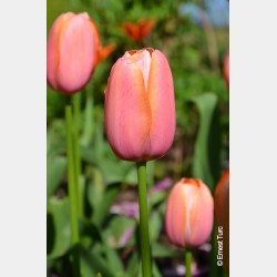 Bulbes Tulipes Blushing...