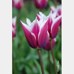 Bulbes Tulipes Claudia cal...