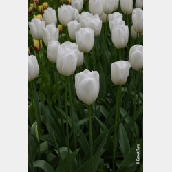 Bulbes Tulipes Clearwater®...