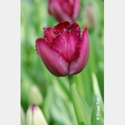 Bulbes Tulipes Curly Sue...