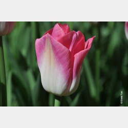 Bulbes Tulipes Dynasty cal...