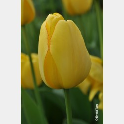 Bulbes Tulipes Golden...