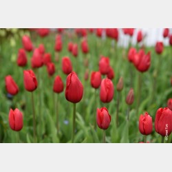 Bulbes Tulipes Kingsblood...