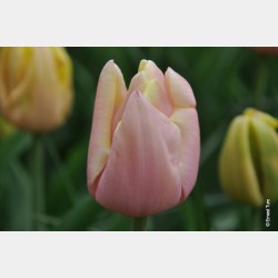 Bulbes Tulipes Mango Charm®...