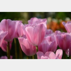 Bulbes Tulipes Mistress cal...