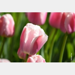 Bulbes Tulipes Ollioules...