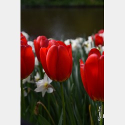 Bulbes Tulipes Parade cal...