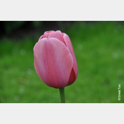 Bulbes Tulipes Pink...