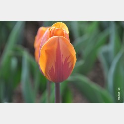 Bulbes Tulipes Princess...