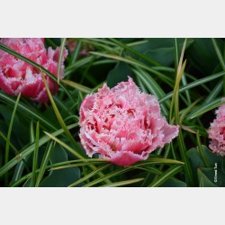 Bulbes Tulipes Queensland...