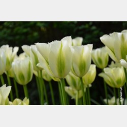 Bulbes Tulipes Spring Green...