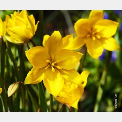 Bulbes Tulipes Sylvestris...