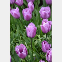 Bulbes Tulipes Violet...