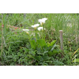 Bulbes Zantedeschia Aethiopica cal 13-14 les 10