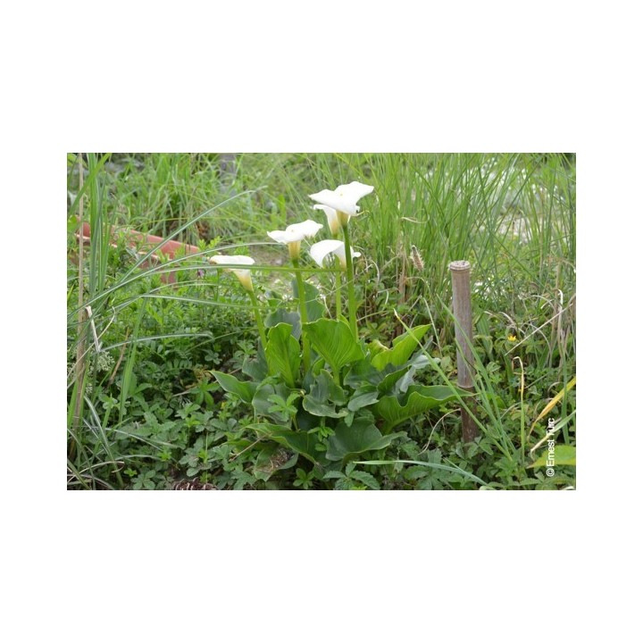 Bulbes Zantedeschia Aethiopica cal 13-14 les 10