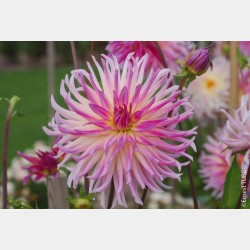 Bulbes  Dahlia Cactus Prestige