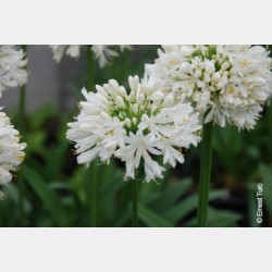 Bulbes Agapanthes Blanches...