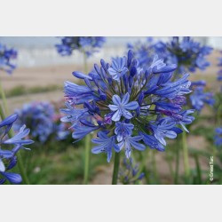 Bulbes Agapanthes Bleu les 10