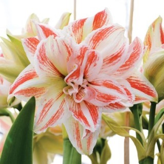 Bulbes Amaryllis  Double Dancing Queen les 10