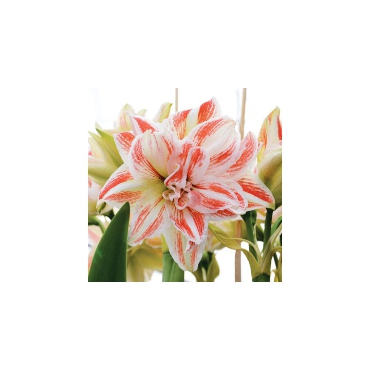 Bulbes Amaryllis  Double Dancing Queen les 10