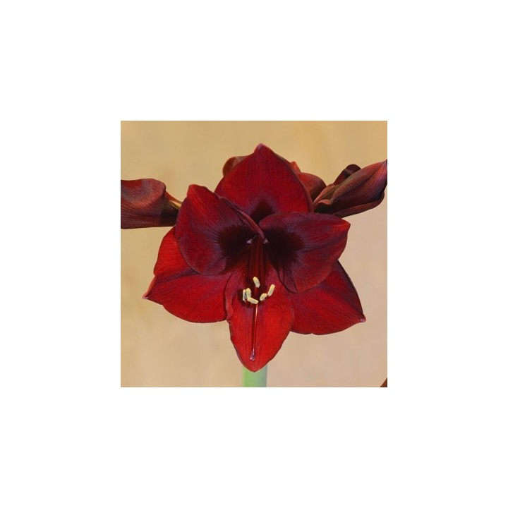 Bulbes Amaryllis Benfica 30/+ les 10