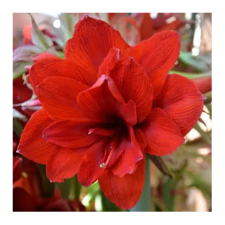 Bulbes Amaryllis Double King 32/34 les 10