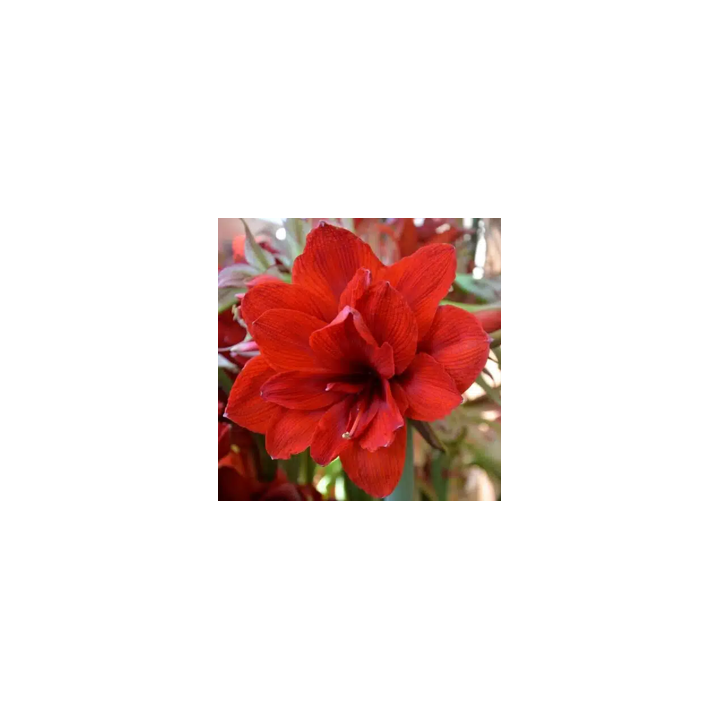 Bulbes Amaryllis Double King 32/34 les 10