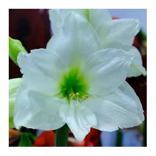 Bulbes Amaryllis Mont Blanc 36/+ les 10