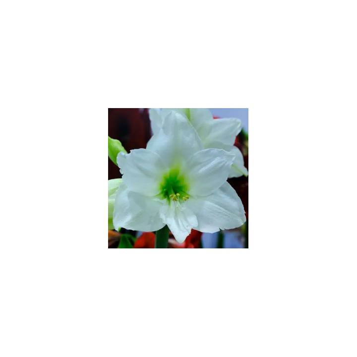 Bulbes Amaryllis Mont Blanc 36/+ les 10