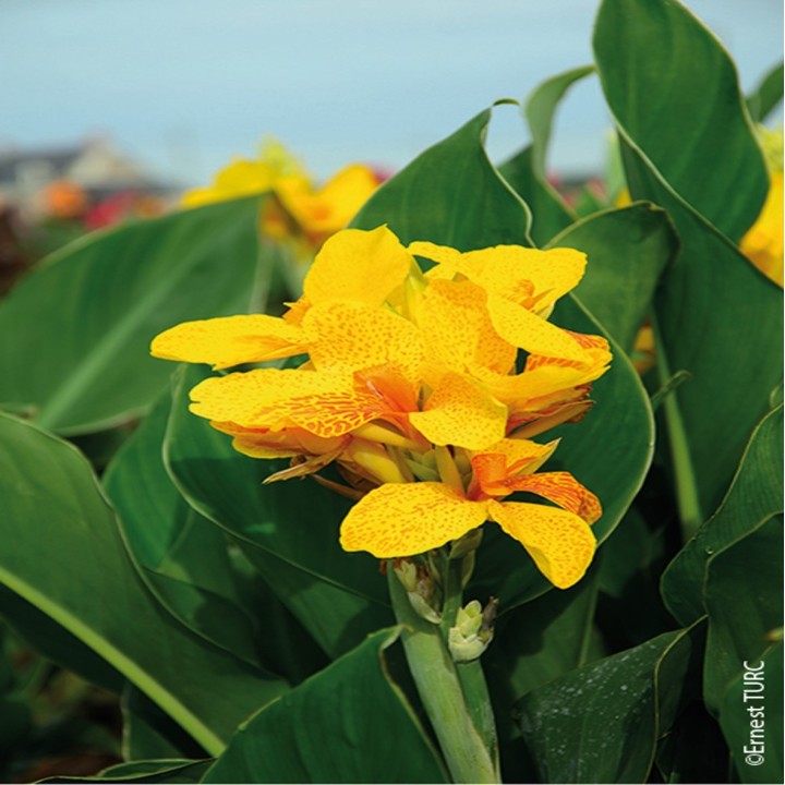 Bulbes Cannas Caballero les 10