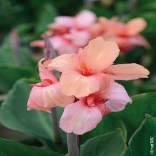 Bulbes Cannas Gnom les 10