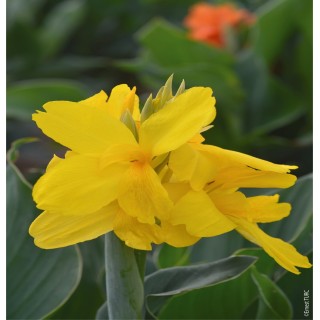 Bulbes Cannas Nain Salsa les 10