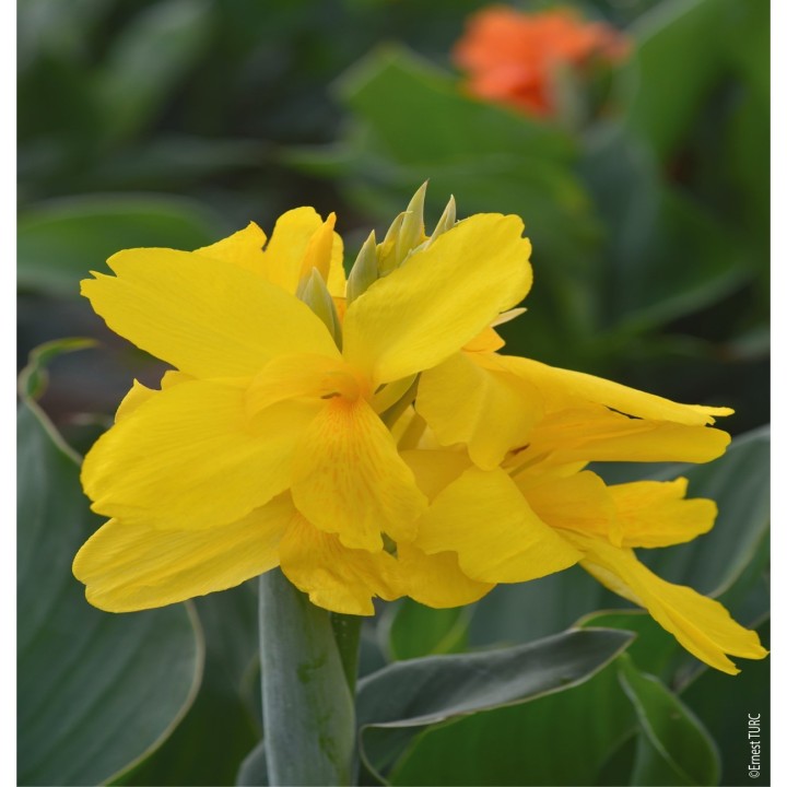 Bulbes Cannas Nain Salsa les 10