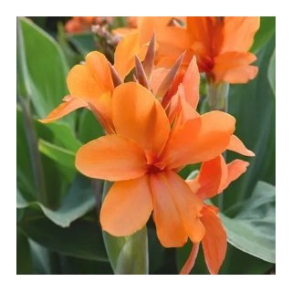 Bulbes Cannas Saumur les 10