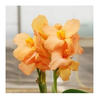 Bulbes Cannas Sunrise les 10