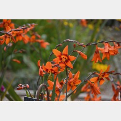 Bulbes Crocosmias Emilie...