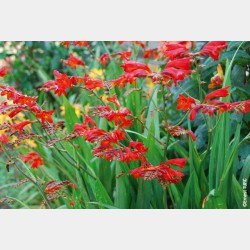 Bulbes Crocosmias Lucifer...