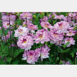 Bulbes Dahlia Buisson...