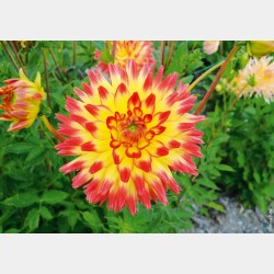 Bulbes Dahlia Cactus Aloha...