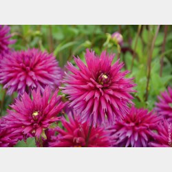 Bulbes Dahlia Cactus...