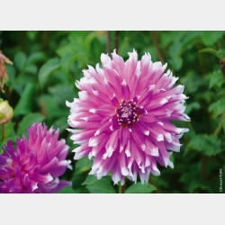 Bulbes Dahlia Cactus...