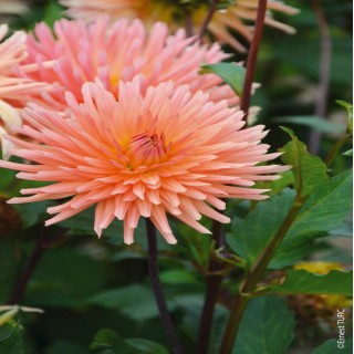 Bulbes Dahlia Cactus Clarentine les 10